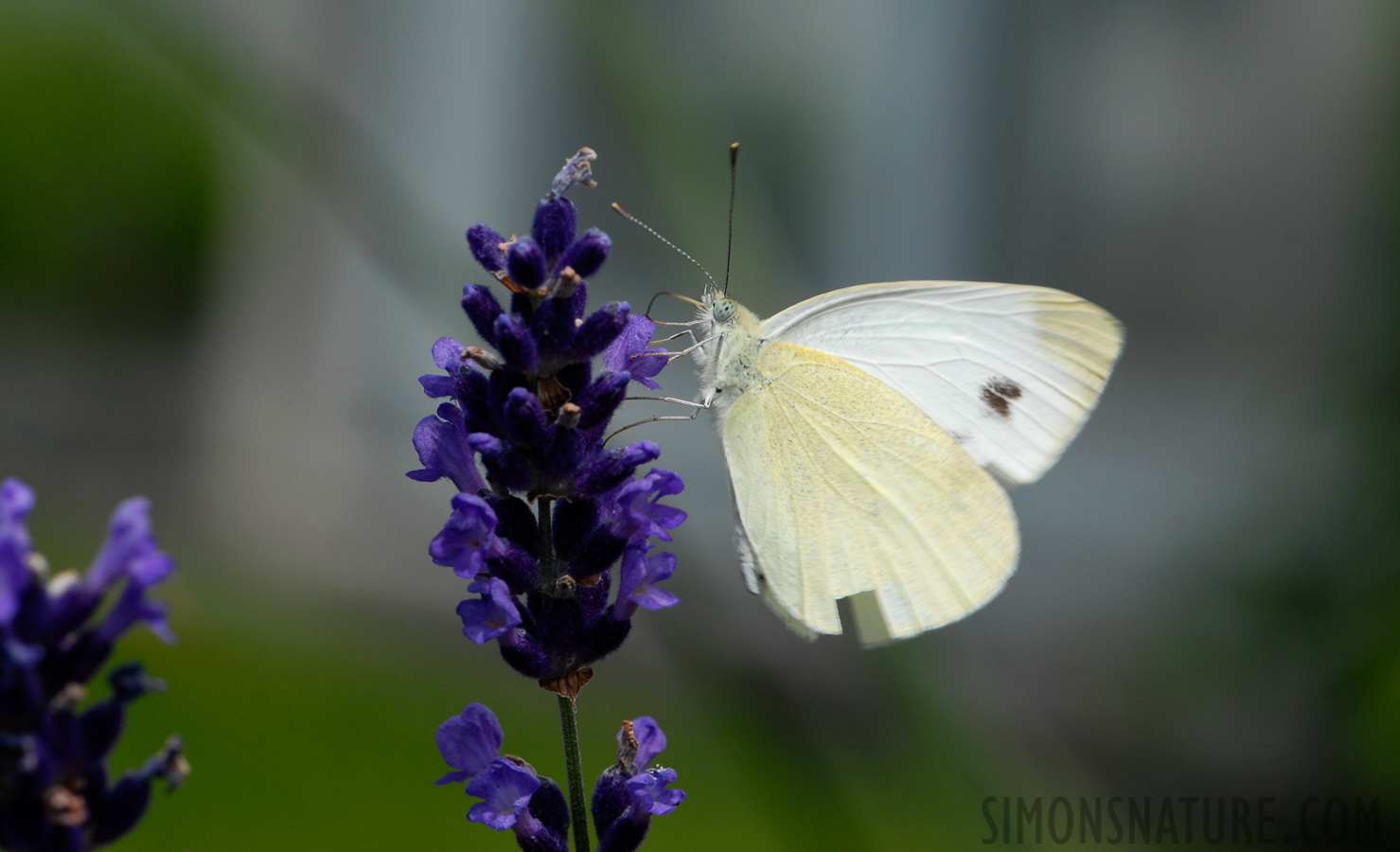 Pieris rapae [105 mm, 1/250 Sek. bei f / 11, ISO 200]